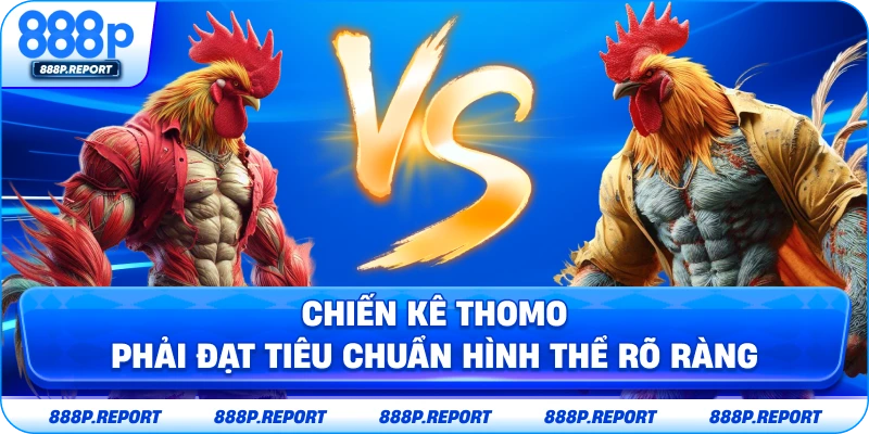 Đá gà Thomo phải đạt tiêu chuẩn hình thể rõ ràng