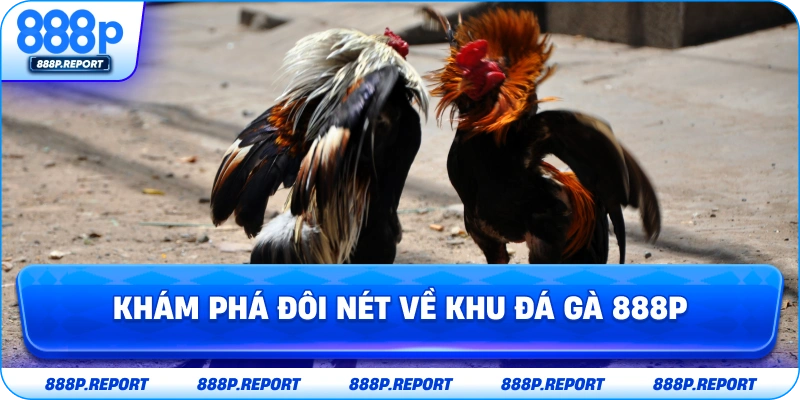 Khám phá đôi nét về khu đá gà 888P
